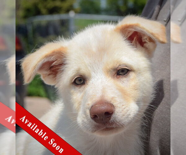 Medium Photo #1 Great Pyrenees-Unknown Mix Puppy For Sale in Huntley, IL, USA
