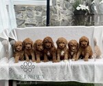 Small #1 Goldendoodle (Miniature)