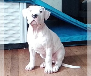 Dogo Argentino Puppy for sale in WILMINGTON, DE, USA