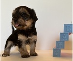 Small #1 Yorkshire Terrier