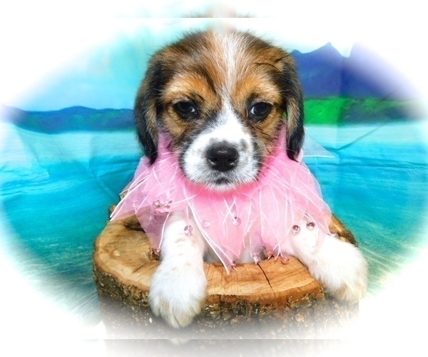 Medium Photo #2 Beagle Puppy For Sale in HAMMOND, IN, USA
