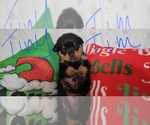Small Rottweiler