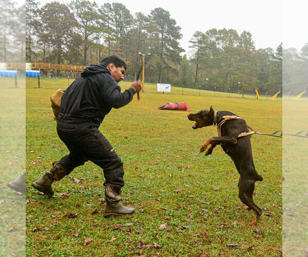 Medium Photo #17 Doberman Pinscher Puppy For Sale in FORT LAUDERDALE, FL, USA