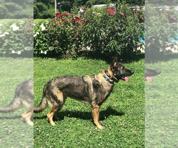 Medium Photo #3 German Shepherd Dog Puppy For Sale in Rolesville, NC, USA