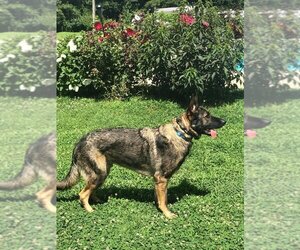 Uncle Sam - Male German Shepherd Dog Dog for Adoption - Photo #3