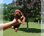 Puppy Tan M Irish Setter