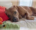 Small #5 American Pit Bull Terrier