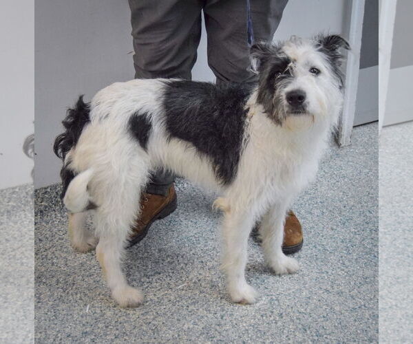 Medium Photo #2 Mutt Puppy For Sale in Huntley, IL, USA