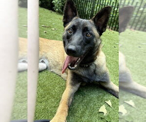Pedro located in Georgia - Male Mutt Dog for Adoption - Photo #4