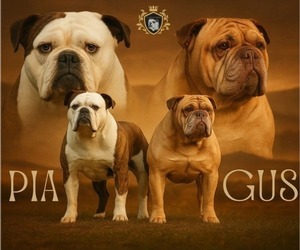 Olde English Bulldogge Puppy for sale in WRIGHT CITY, MO, USA