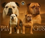 Image preview for Ad Listing. Nickname: Litter of 7