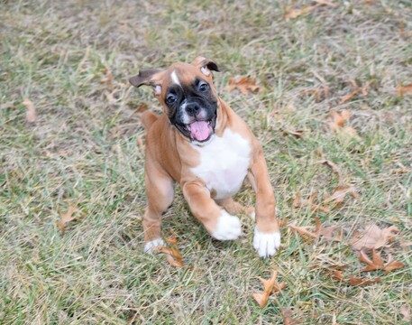 Medium Photo #28 Boxer Puppy For Sale in CHILHOWEE, MO, USA