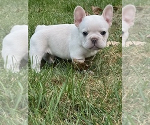 French Bulldog Puppy for sale in SUSSEX, WI, USA