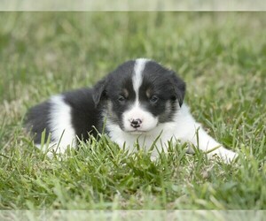 Pembroke Welsh Corgi Puppy for sale in LIBERTY, KY, USA