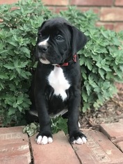 Boxer Puppy for sale in WESTVILLE, OK, USA