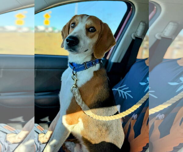 Medium Photo #2 Mutt Puppy For Sale in Rustburg, VA, USA