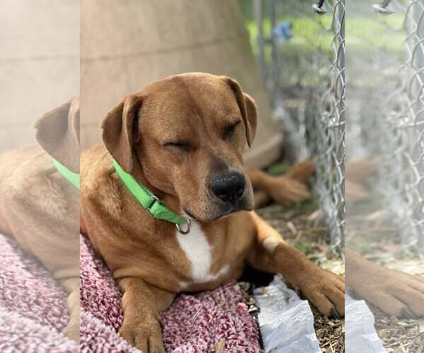 Medium Photo #2 Labrador Retriever-Unknown Mix Puppy For Sale in Hinton, WV, USA