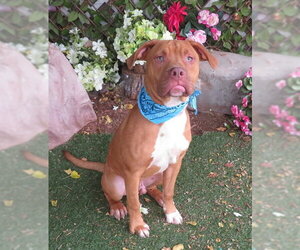Mutt Dogs for adoption in Oklahoma City, OK, USA