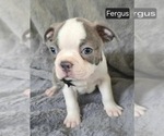 Small #2 Boston Terrier