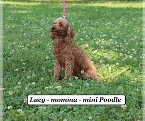 Mother of the Poodle (Miniature) puppies born on 12/23/2023