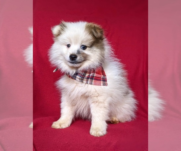 Medium Photo #3 Pomeranian Puppy For Sale in CHRISTIANA, PA, USA