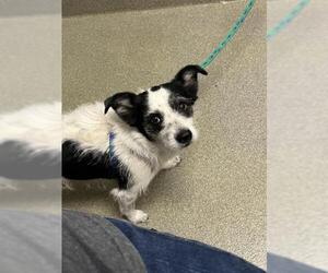 Mutt Dogs for adoption in Las Vegas, NV, USA