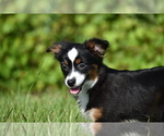 Small #1 Miniature Australian Shepherd