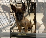 Small Photo #25 Belgian Malinois Puppy For Sale in LABADIE, MO, USA