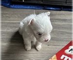Small Photo #14 Yorkshire Terrier Puppy For Sale in CONVERSE, TX, USA