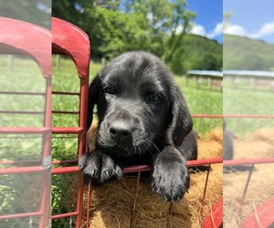 Labrador Retriever Puppy for Sale in NEOLA, West Virginia USA