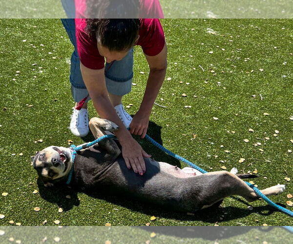 Medium Photo #3 American Pit Bull Terrier Puppy For Sale in Salinas, CA, USA