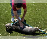 Small #2 American Pit Bull Terrier