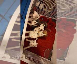 Boxer Puppy for sale in NIANGUA, MO, USA