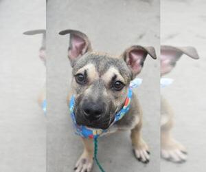 Mutt Dogs for adoption in Tulsa, OK, USA