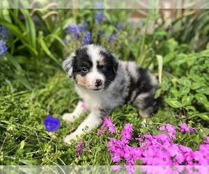 Miniature Australian Shepherd Puppy for sale in SILVER LAKE, IN, USA