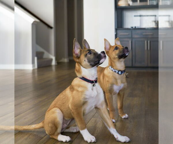 Medium Photo #5 Shepradors Puppy For Sale in Princeton, MN, USA