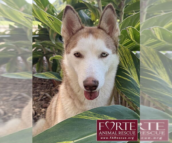 Medium Photo #1 Siberian Husky Puppy For Sale in Marina del Rey, CA, USA