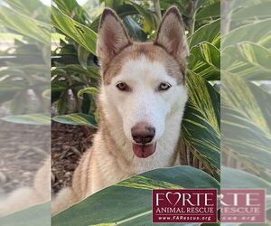 Siberian Husky Dogs for adoption in Marina del Rey, CA, USA