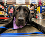 Small #3 Labrador Retriever