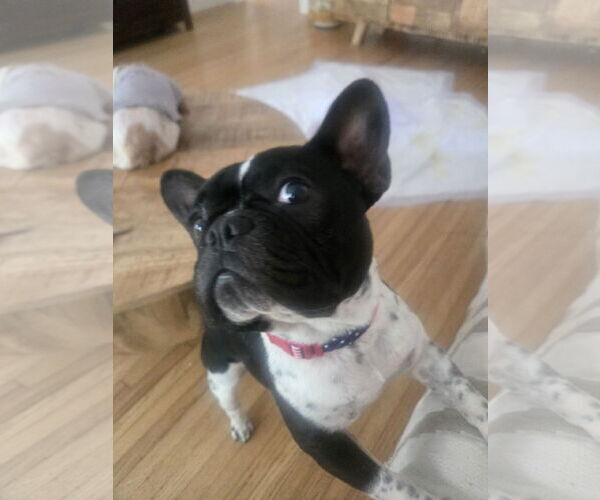 Medium Photo #4 French Bulldog Puppy For Sale in Miami, FL, USA