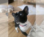 Small #3 French Bulldog