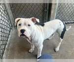 Small #2 American Pit Bull Terrier Mix