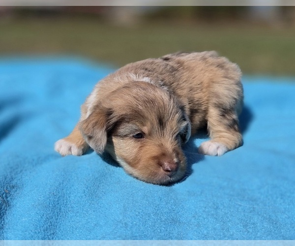 Medium Photo #4 Aussiedoodle Puppy For Sale in WILLS POINT, TX, USA