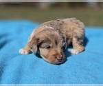 Small #3 Aussiedoodle
