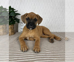 Image preview for Ad Listing. Nickname: Bambi