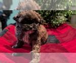 Small #2 ShihPoo
