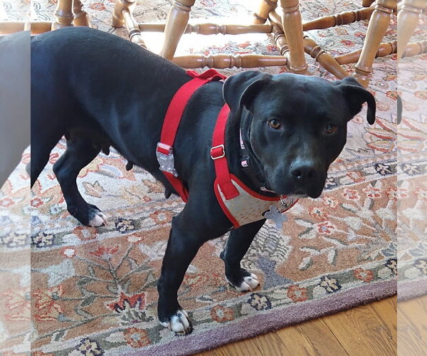Medium Photo #7 Labrador Retriever-Unknown Mix Puppy For Sale in Cary, NC, USA
