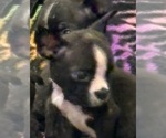 Small #2 French Bulldog