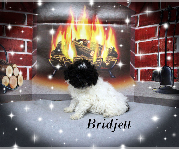 Medium Photo #1 Poodle (Toy) Puppy For Sale in CHANUTE, KS, USA