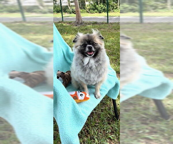 Medium Photo #1 Pominese Puppy For Sale in Weston, FL, USA